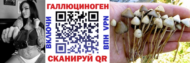 blacksprut зеркало  где найти   Александровск  Псилоцибиновые грибы Magic Shrooms 